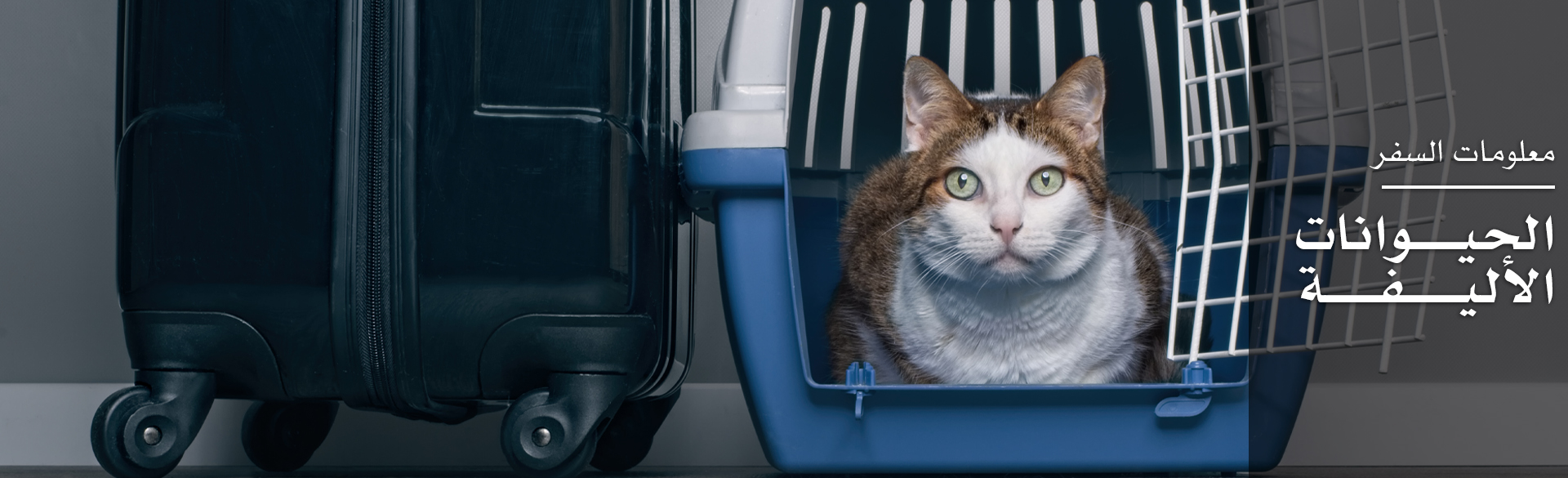 الحيوانات الأليفة